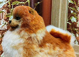 Pomeranian Spitz Korzhik is looking for a owner